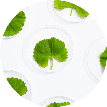 Centella Asiática